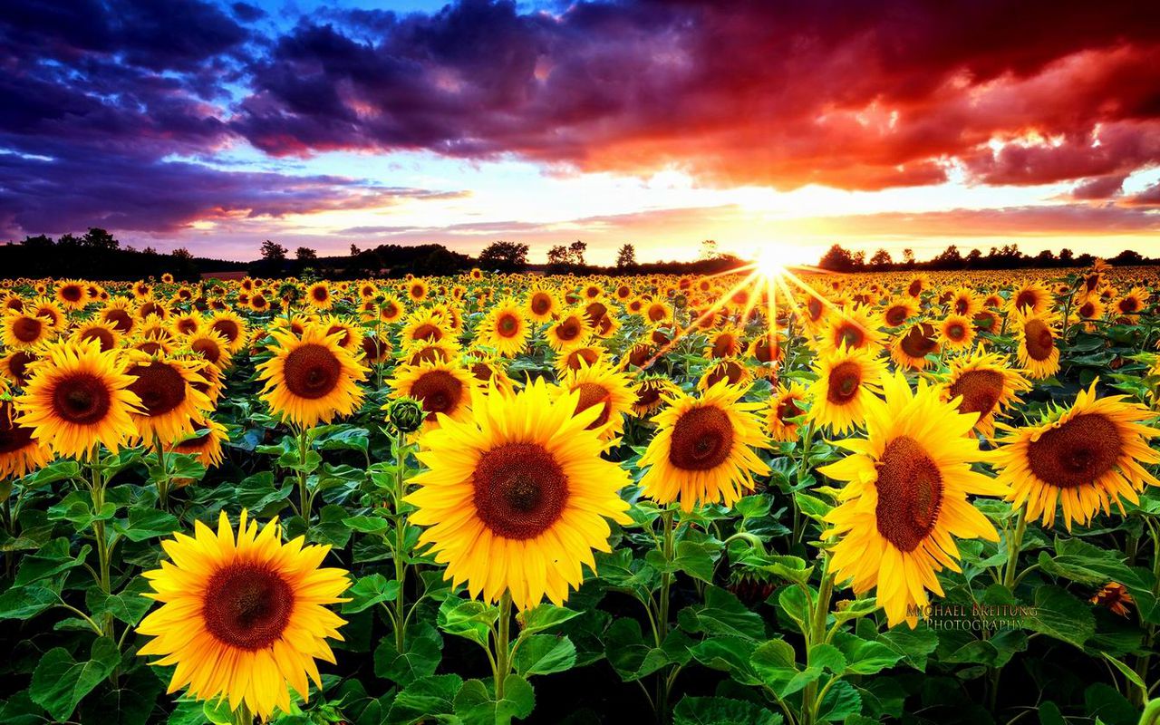 подсолнухи поле закат sunflowers field sunset без смс